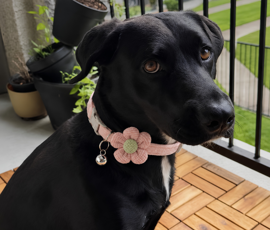 Crochet Flower Dog Collar