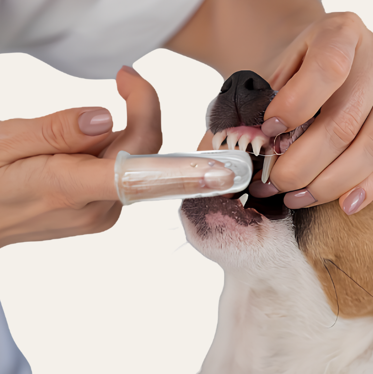 Dog  Grooming Set